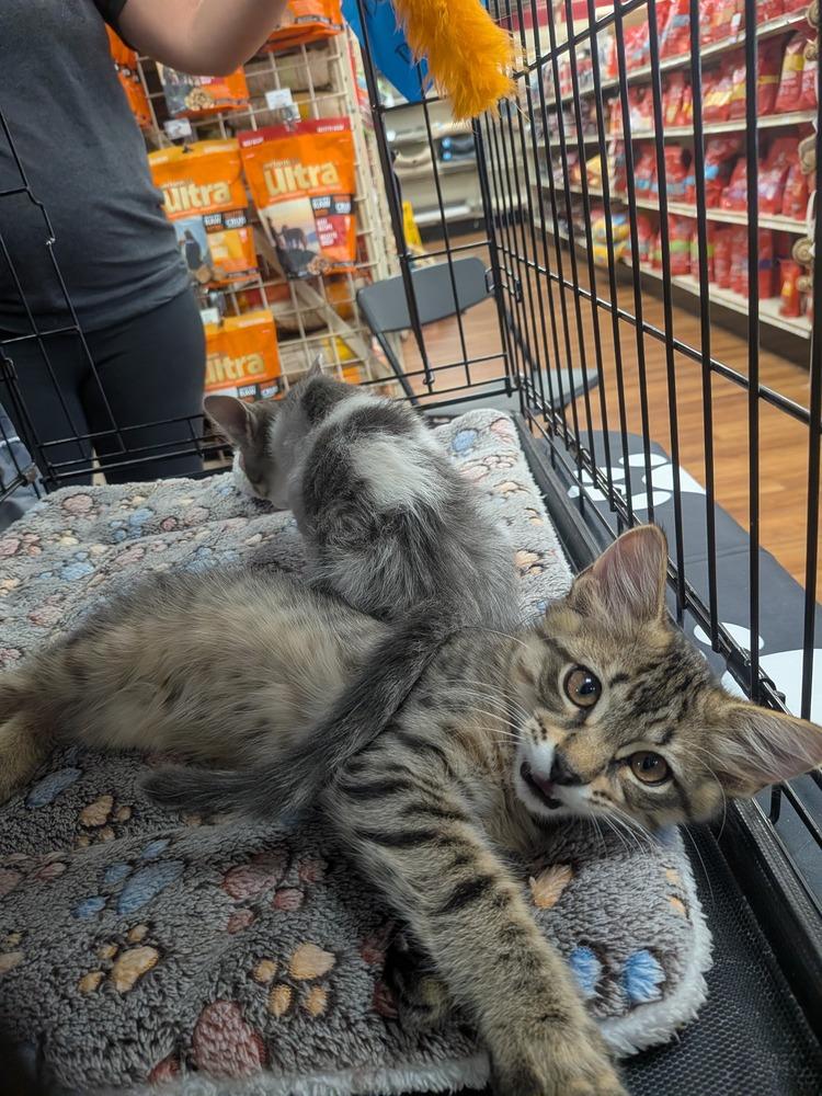 Enlarge Doyle, a Adoptable Domestic Medium Hair in Orlando, FL image 2/2