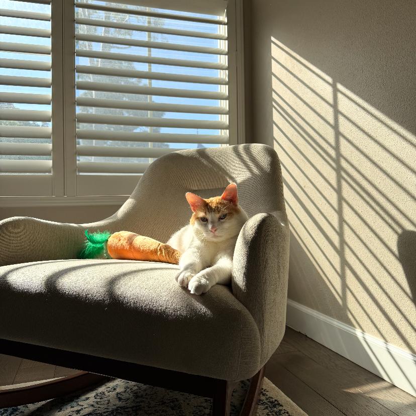 DJ Mittens, Adoptable, Senior Male Domestic Short Hair.