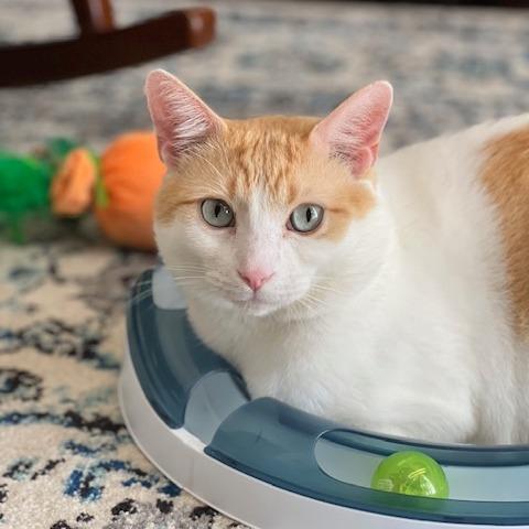 DJ Mittens, a Adoptable Domestic Short Hair in Los Angeles, CA image 1/6