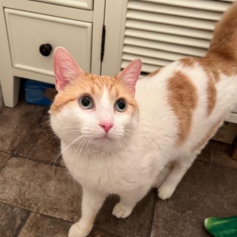 DJ Mittens, a Adoptable Domestic Short Hair in Los Angeles, CA image 2/6