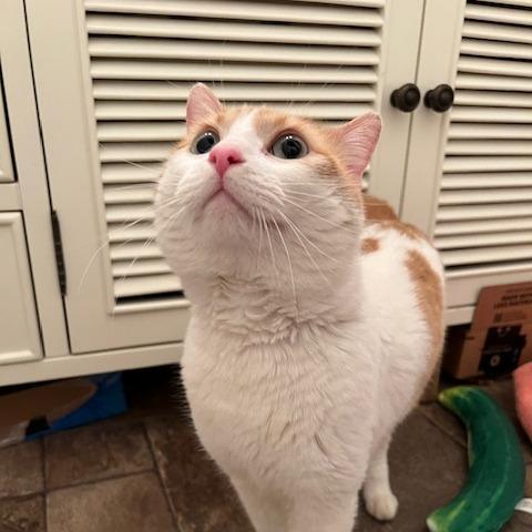 DJ Mittens, a Adoptable Domestic Short Hair in Los Angeles, CA image 3/6