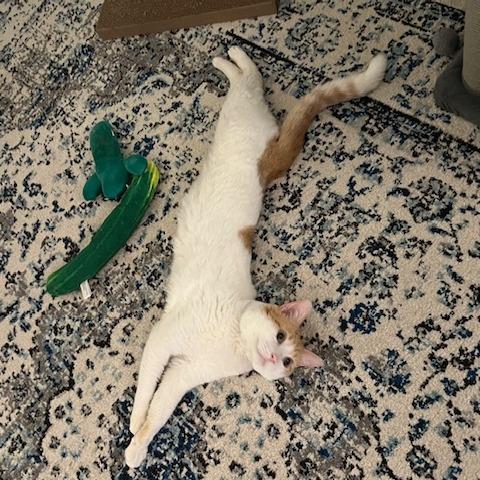 DJ Mittens, a Adoptable Domestic Short Hair in Los Angeles, CA image 4/6