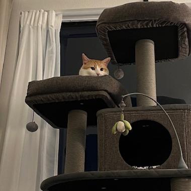 DJ Mittens, a Adoptable Domestic Short Hair in Los Angeles, CA image 5/6