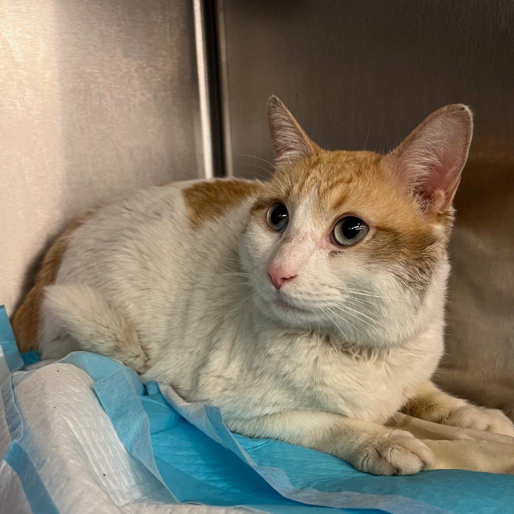 DJ Mittens, a Adoptable Domestic Short Hair in Los Angeles, CA image 6/6