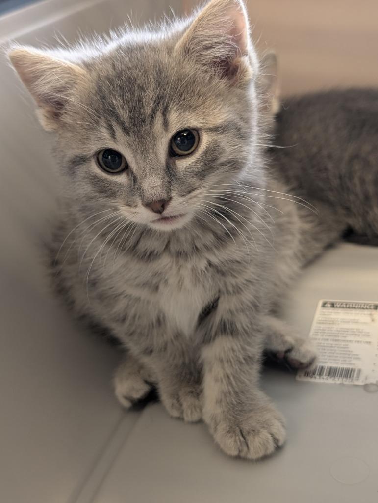 Muffin Top, Adopted, Kitten Female Domestic Short Hair.
