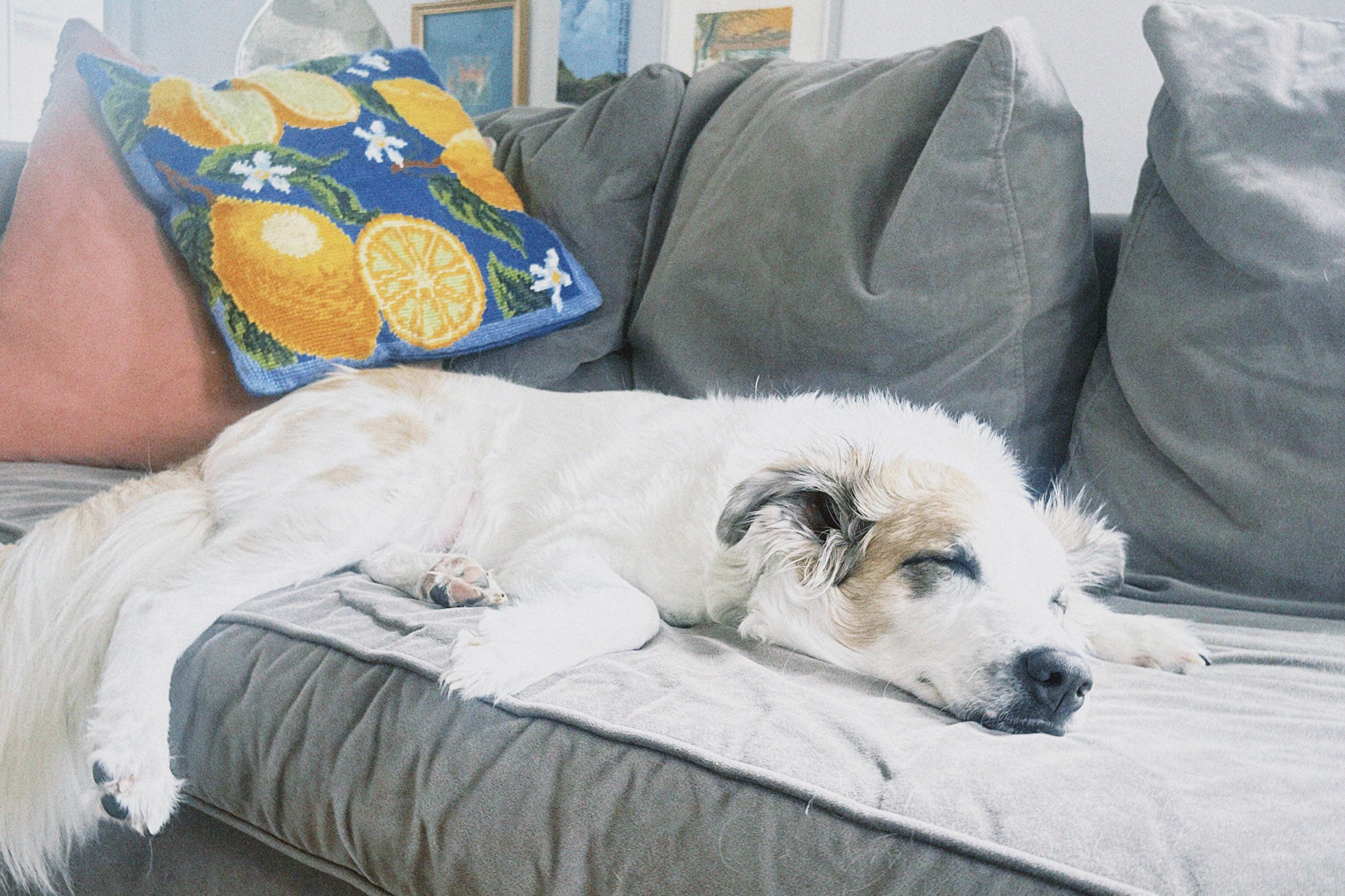 Enlarge Juniper, a Adoptable mixed breed in Brattleboro, VT image 5/6