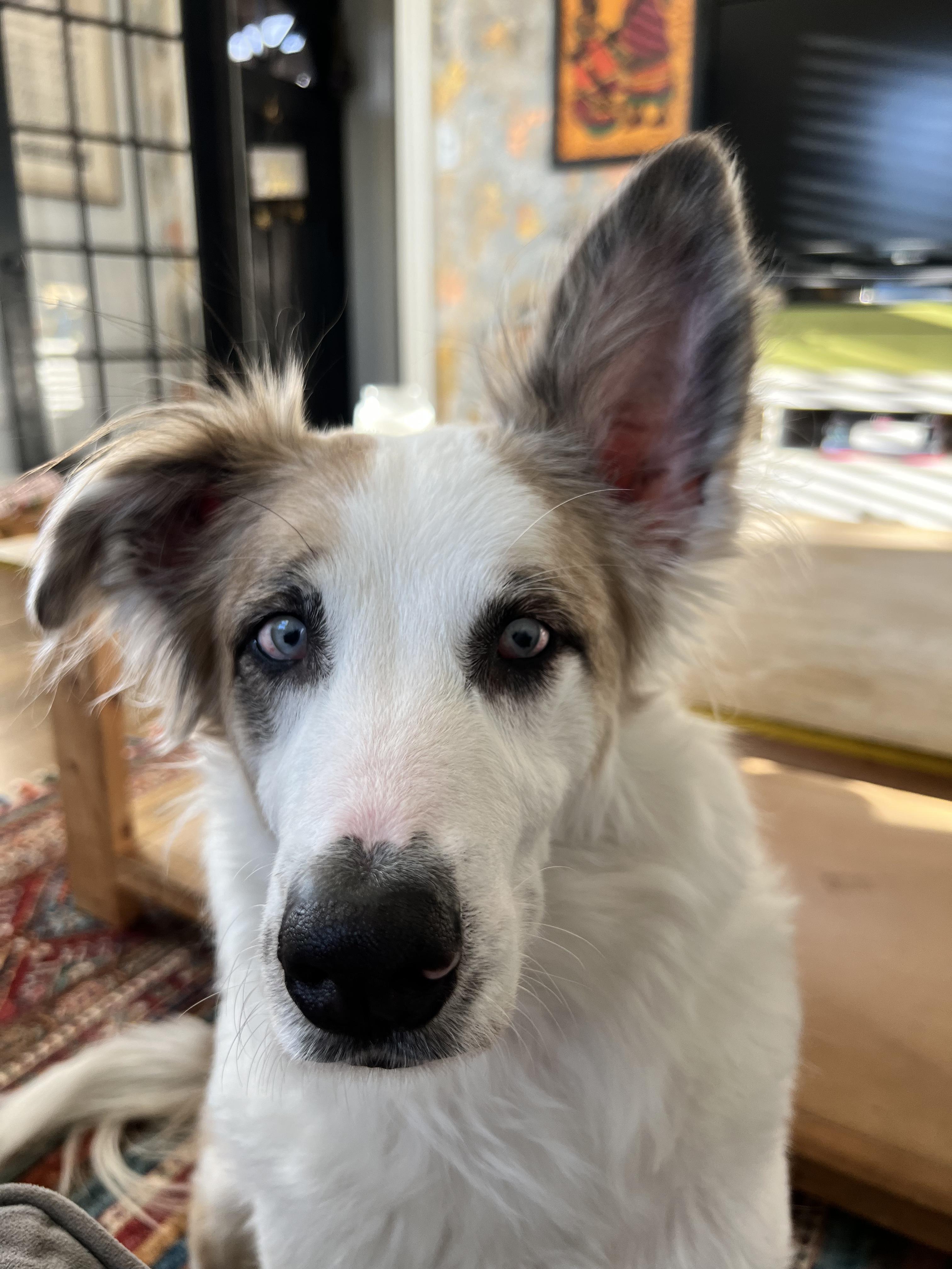 Enlarge Juniper, a Adoptable mixed breed in Brattleboro, VT image 1/6