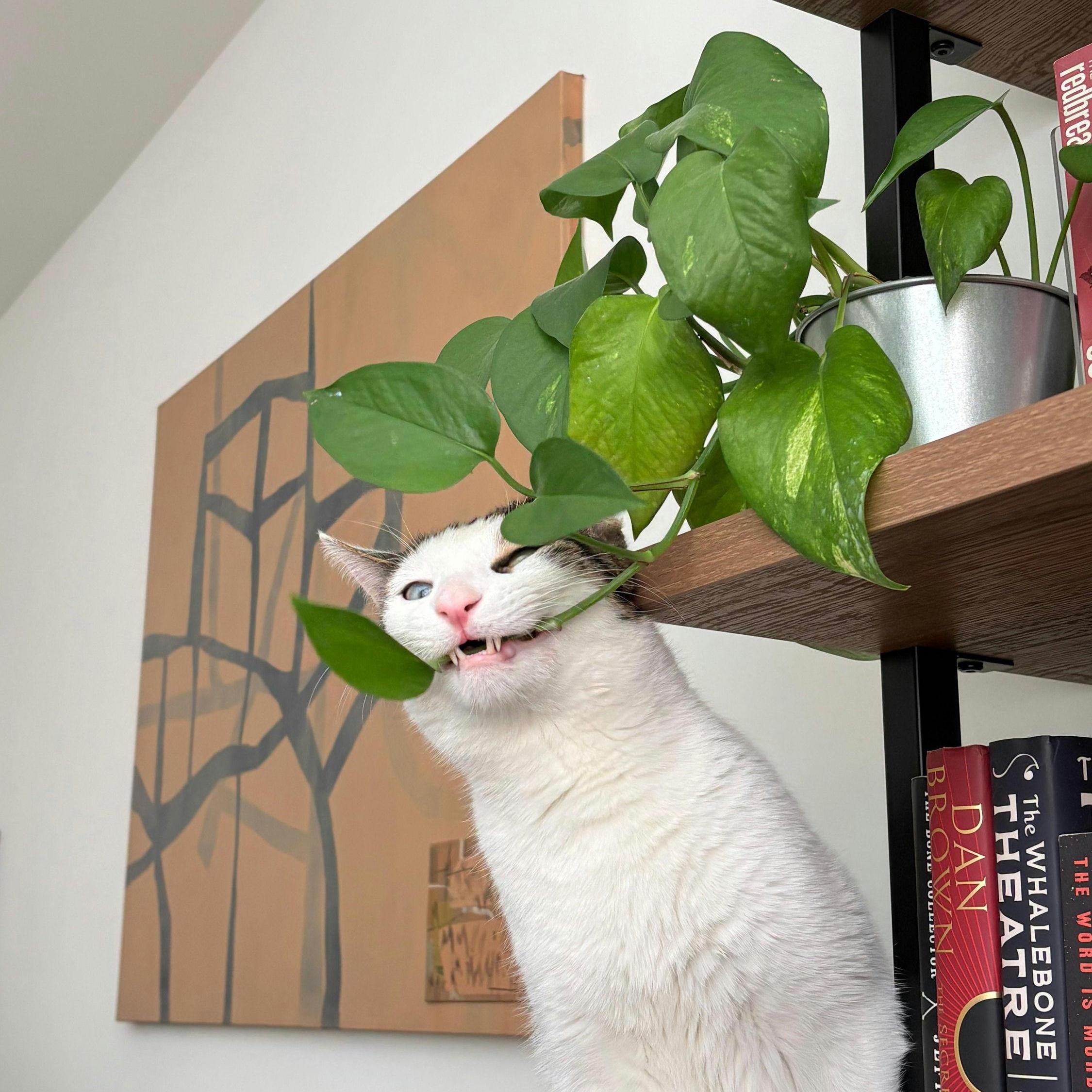 Enlarge Sokka, a ADOPTABLE American Shorthair in New York, NY image 2/6