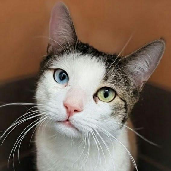 Enlarge Sokka, a ADOPTABLE American Shorthair in New York, NY image 6/6