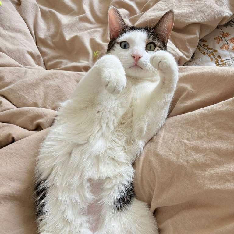 Enlarge Sokka, a ADOPTABLE American Shorthair in New York, NY image 3/6