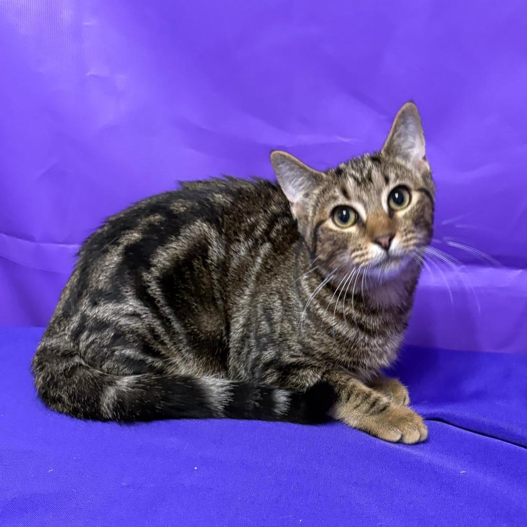 Enlarge Elspeth, a Adoptable Domestic Medium Hair in North Myrtle Beach, SC image 1/1