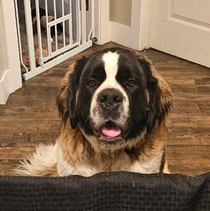 Minnie, a Adoptable Saint Bernard in Pleasant Hill, CA image 1/5