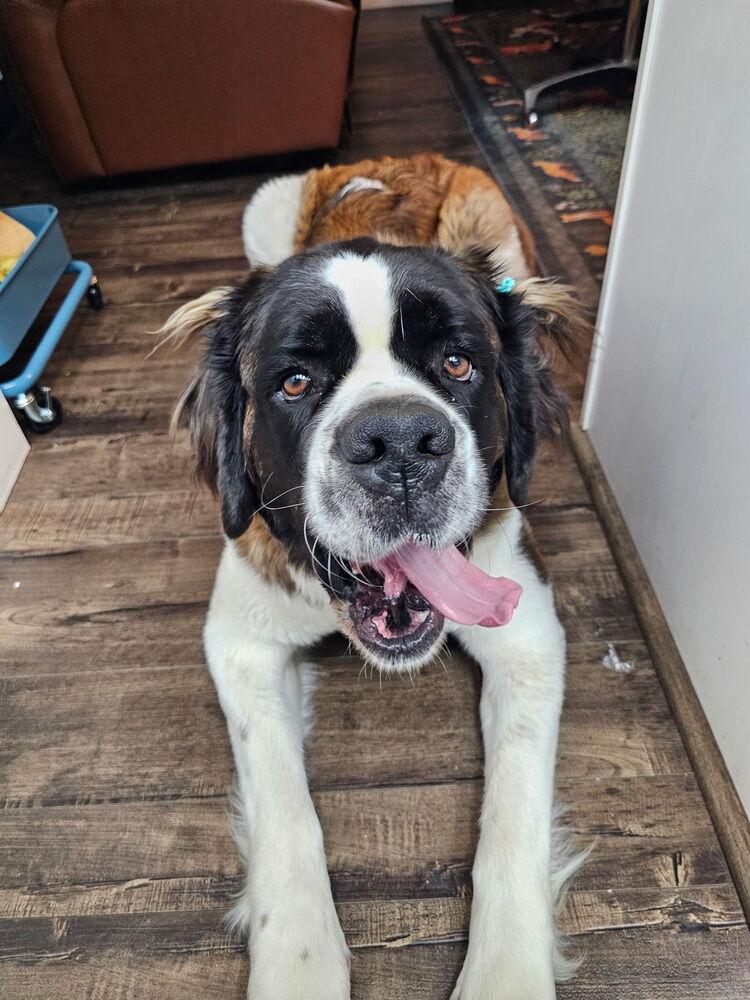 Minnie, a Adoptable Saint Bernard in Pleasant Hill, CA image 2/5