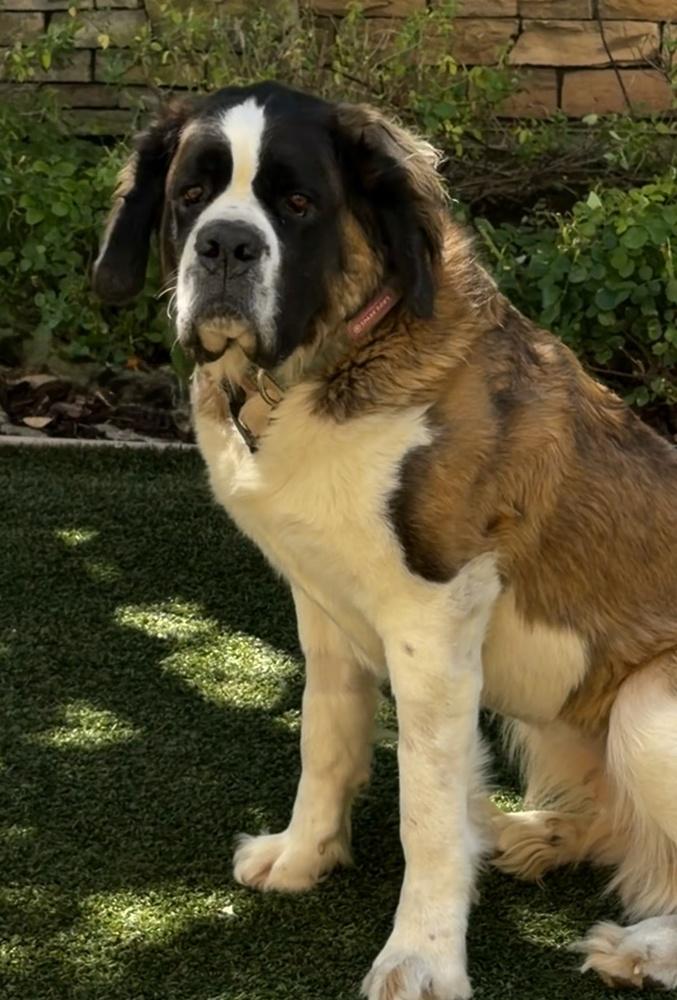Minnie, a Adoptable Saint Bernard in Pleasant Hill, CA image 3/5