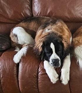Minnie, a Adoptable Saint Bernard in Pleasant Hill, CA image 3/5
