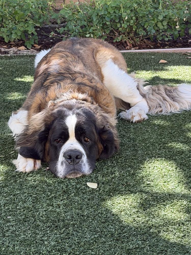 Minnie, a Adoptable Saint Bernard in Pleasant Hill, CA image 4/5