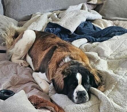 Minnie, a Adoptable Saint Bernard in Pleasant Hill, CA image 4/5