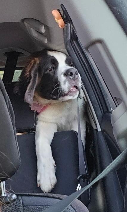 Minnie, a Adoptable Saint Bernard in Pleasant Hill, CA image 5/5