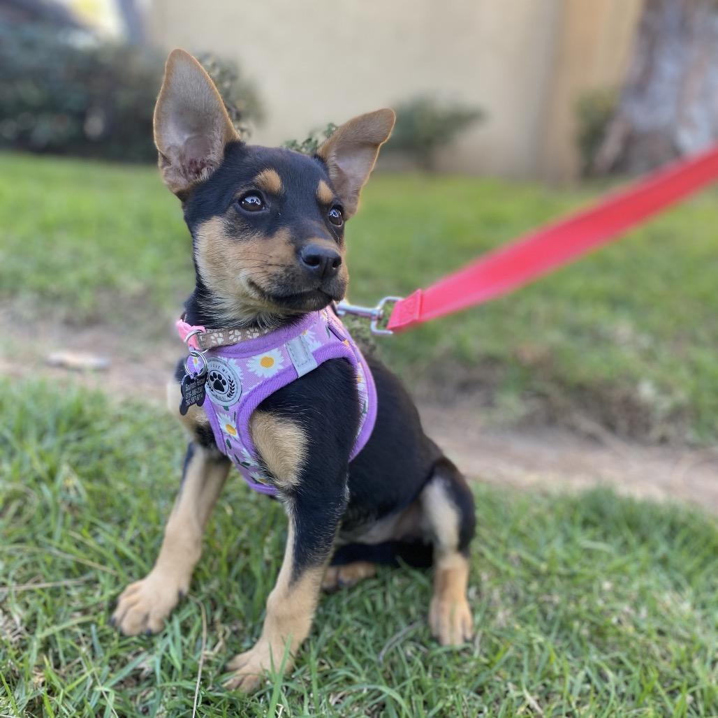 Bitsy, Adoptable, Puppy Female Terrier.