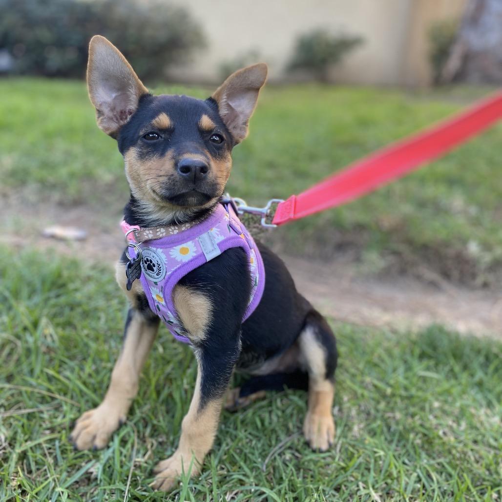 Enlarge Bitsy, a Adoptable Terrier in Escondido, CA image 2/5