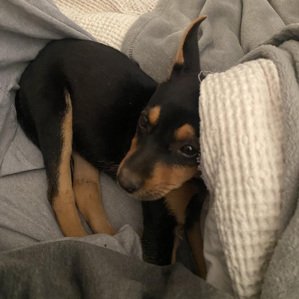 Enlarge Bitsy, a Adoptable Terrier in Escondido, CA image 3/5