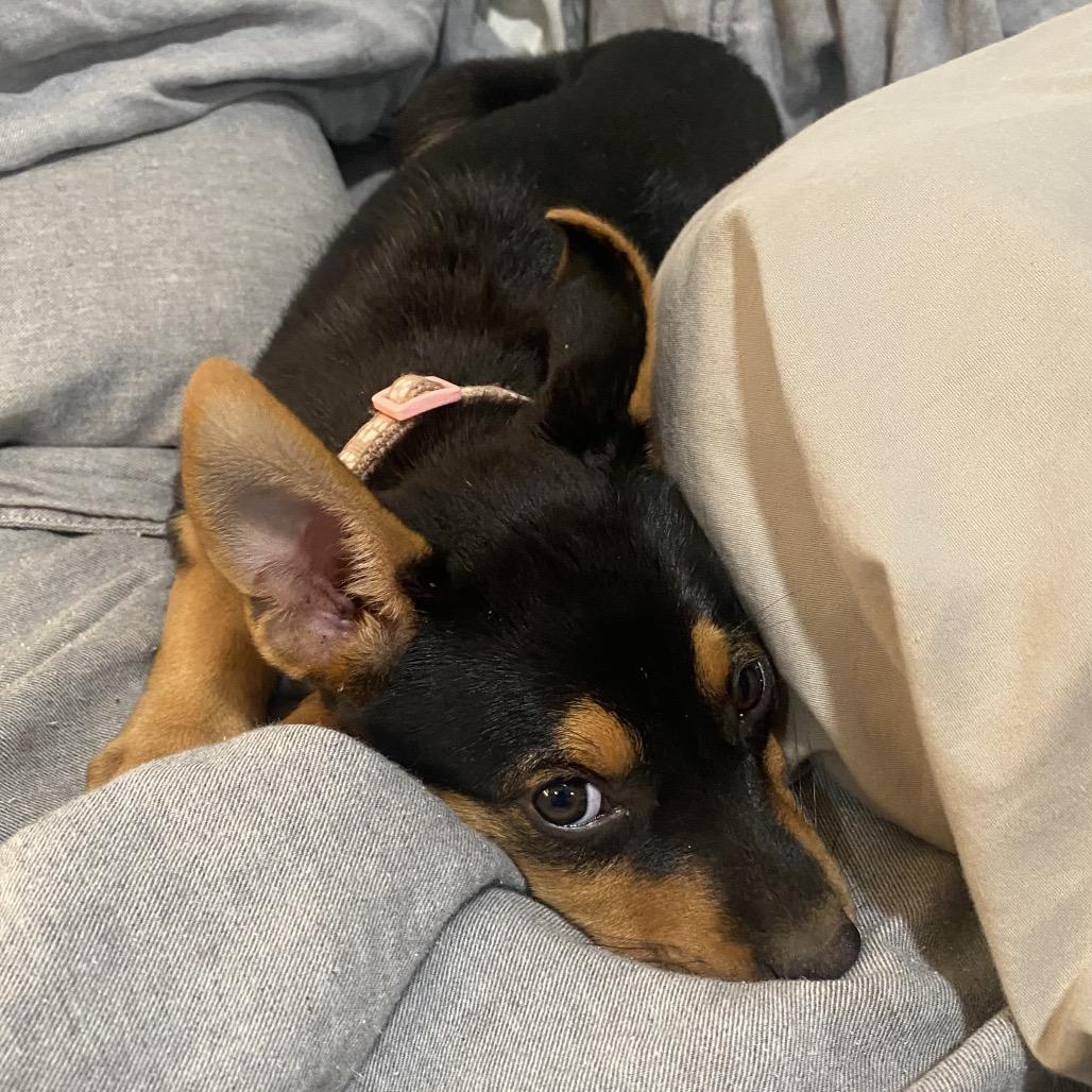 Enlarge Bitsy, a Adoptable Terrier in Escondido, CA image 4/5