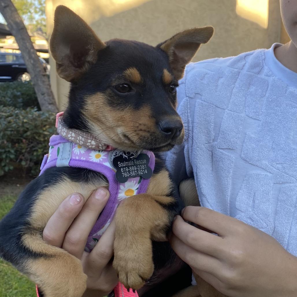 Enlarge Bitsy, a Adoptable Terrier in Escondido, CA image 5/5
