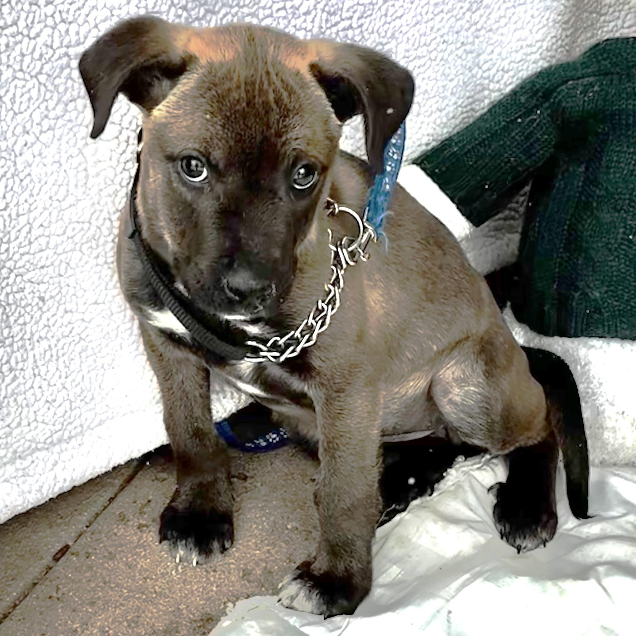 Enlarge Bestie, an adopted mixed breed in West Chicago, IL image 1/3