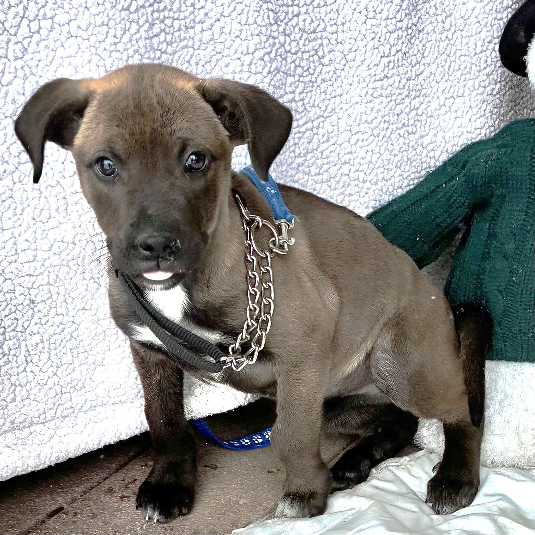 Enlarge Bestie, an adopted mixed breed in West Chicago, IL image 2/3