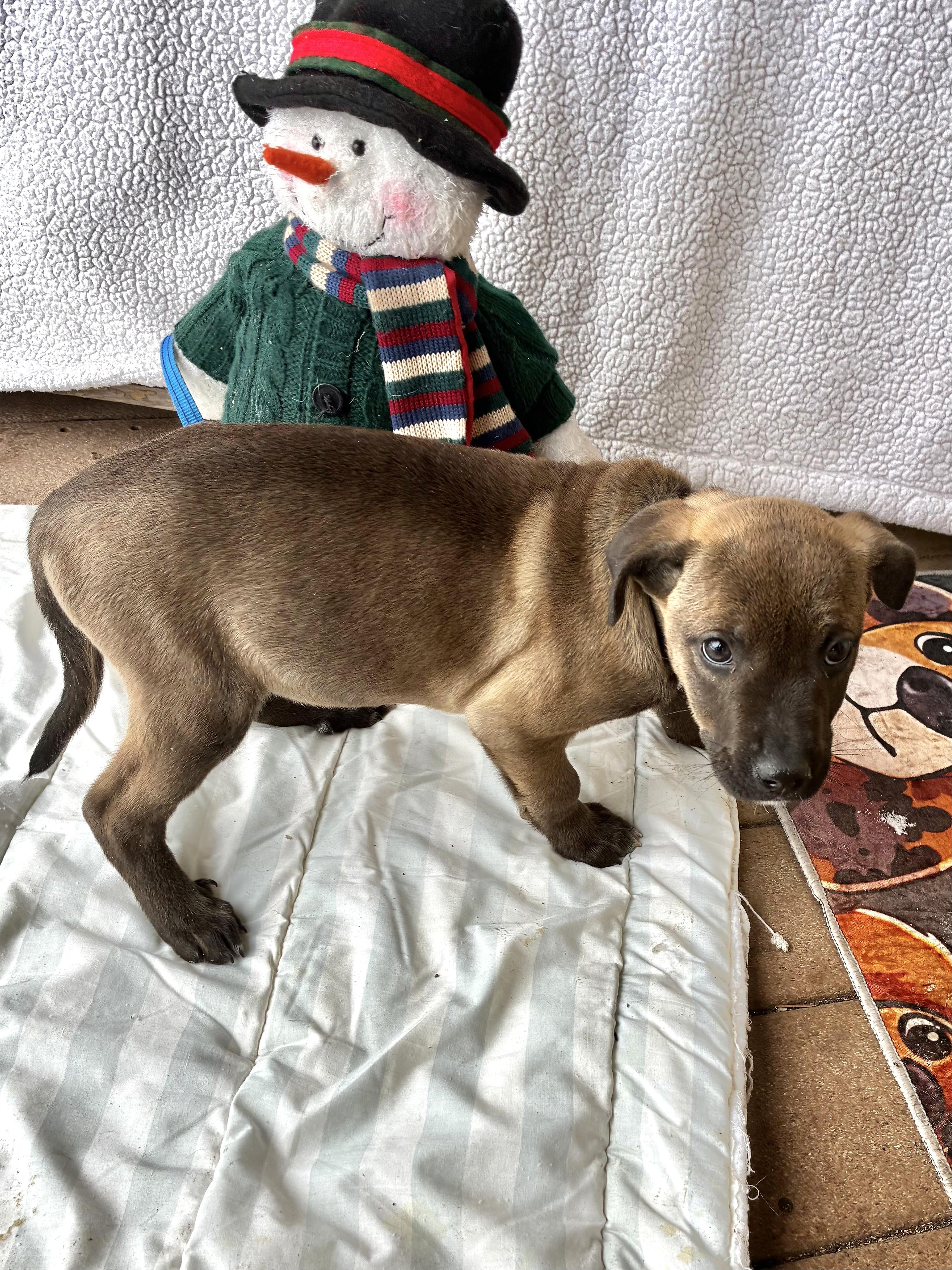 Enlarge Bestie, an adopted mixed breed in West Chicago, IL image 3/3