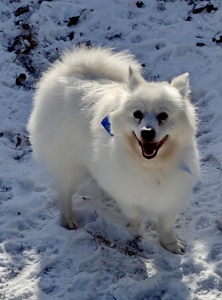 Everest, Adoptable, Adult Male Spitz.