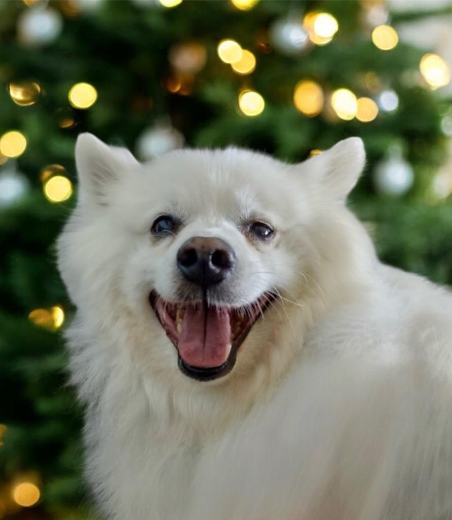 Enlarge Everest, a Adoptable Spitz in West Bloomfield, MI image 2/5