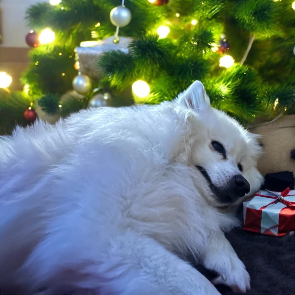 Enlarge Everest, a Adoptable Spitz in West Bloomfield, MI image 3/5