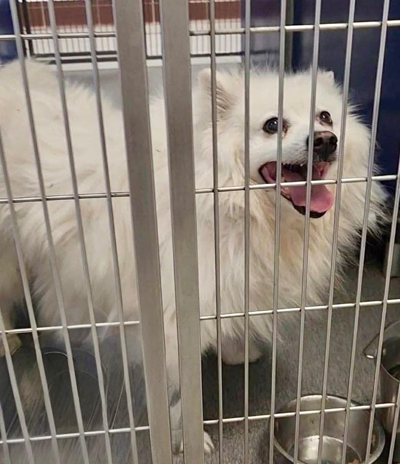Enlarge Everest, a Adoptable Spitz in West Bloomfield, MI image 4/5