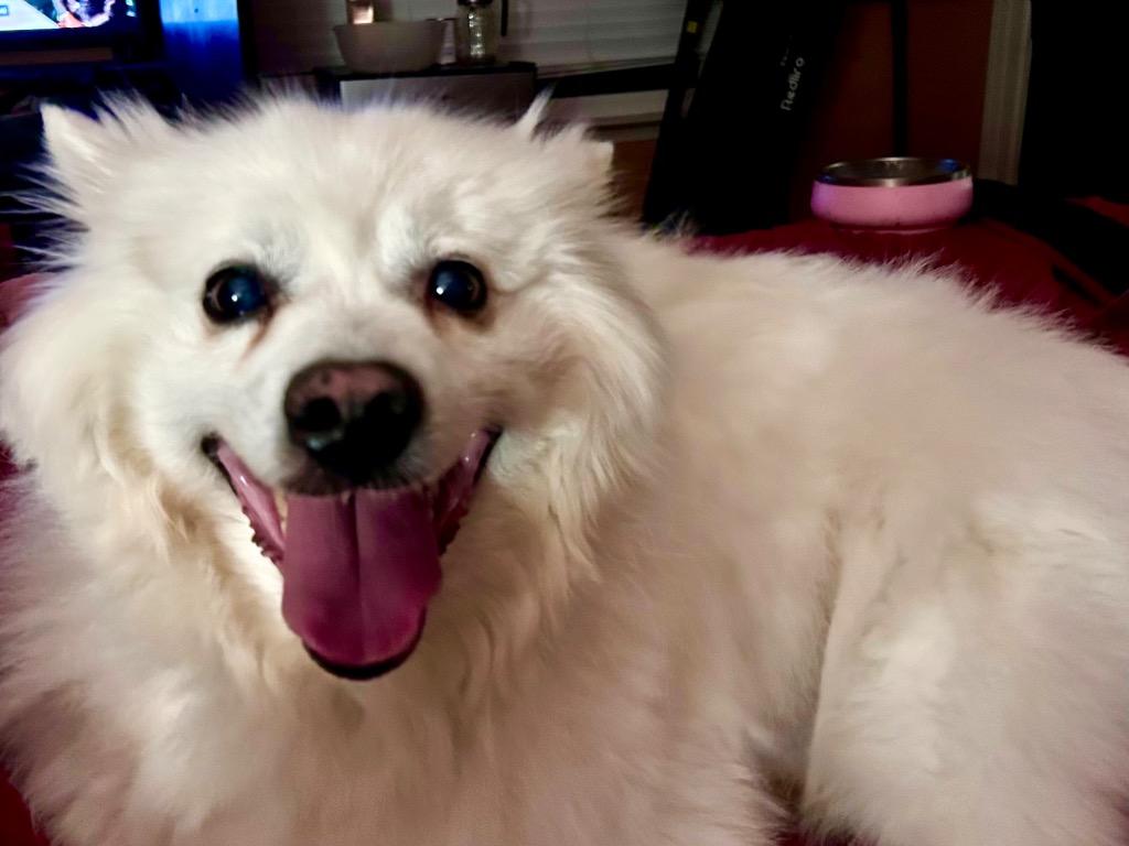 Enlarge Everest, a Adoptable Spitz in West Bloomfield, MI image 5/5