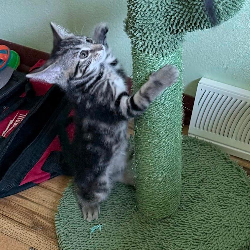 Enlarge Tater Tot, a Adoptable Domestic Short Hair in Middleton, WI image 1/6