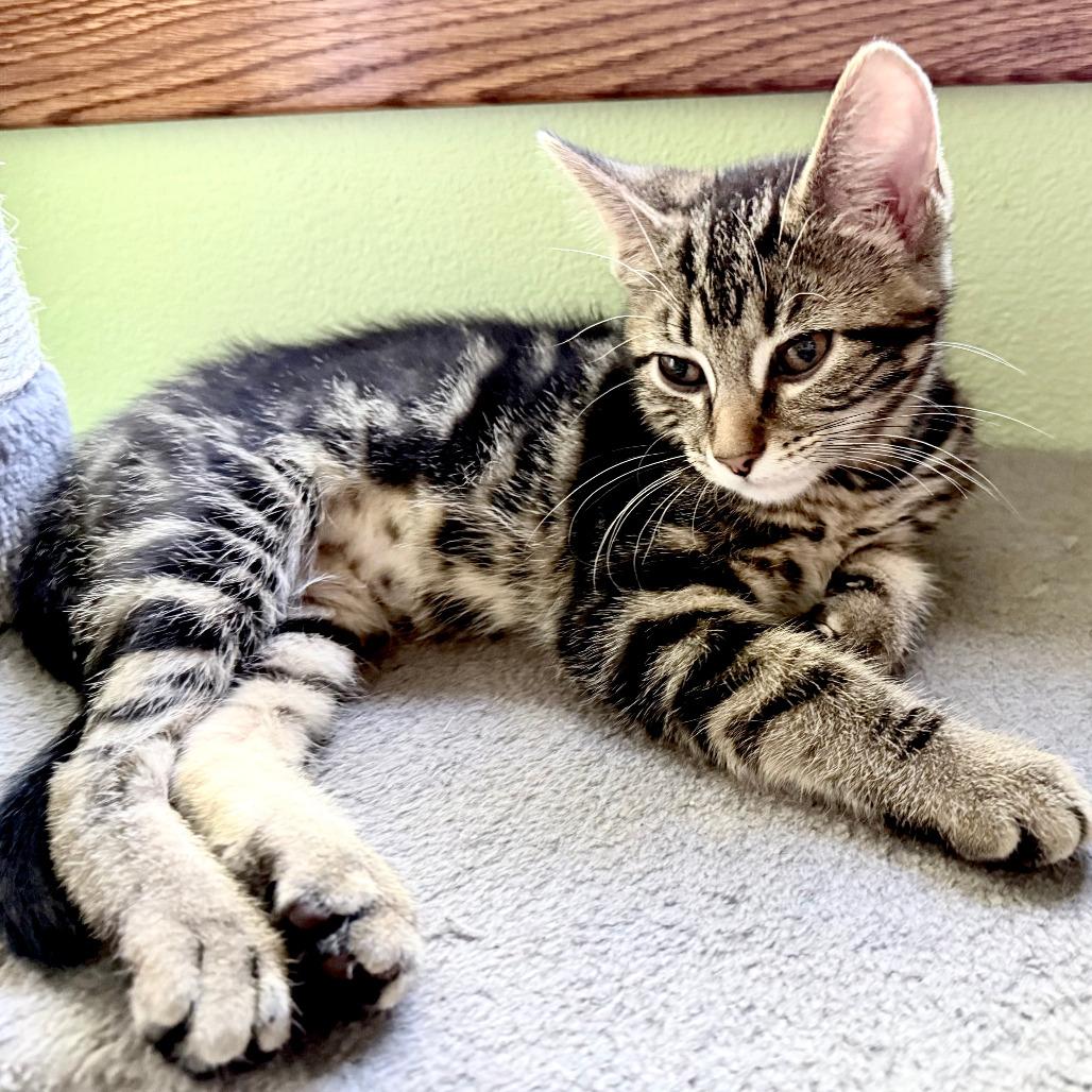 Enlarge Tater Tot, a Adoptable Domestic Short Hair in Middleton, WI image 2/6