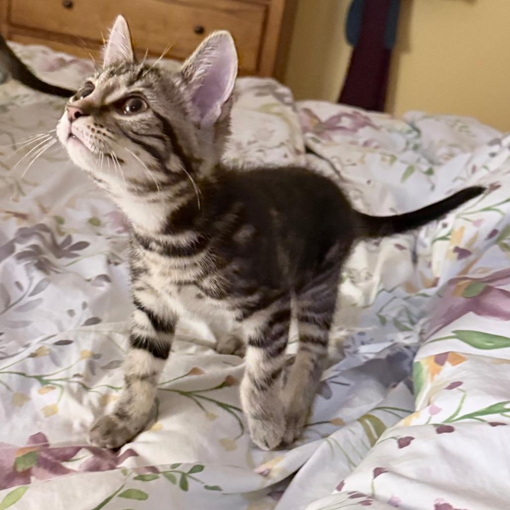 Enlarge Tater Tot, a Adoptable Domestic Short Hair in Middleton, WI image 3/6