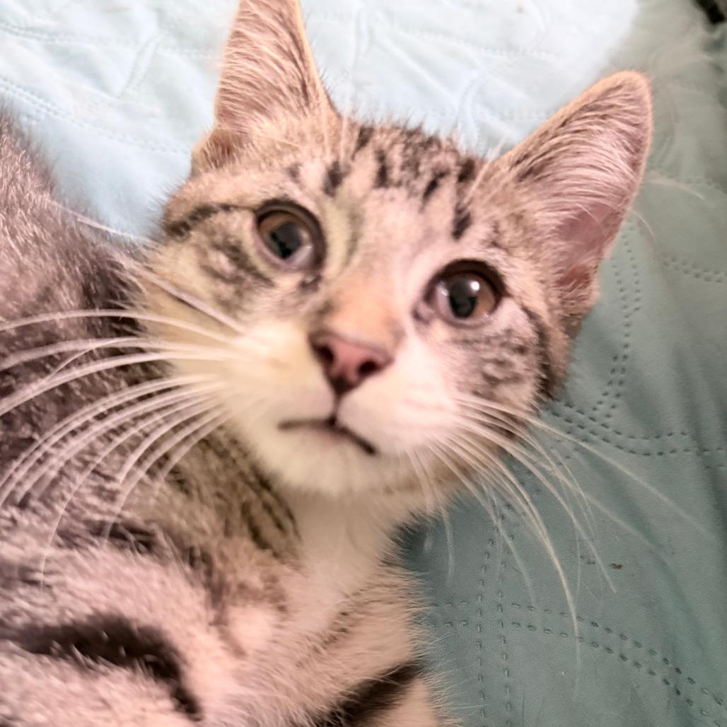 Enlarge Tater Tot, a Adoptable Domestic Short Hair in Middleton, WI image 4/6