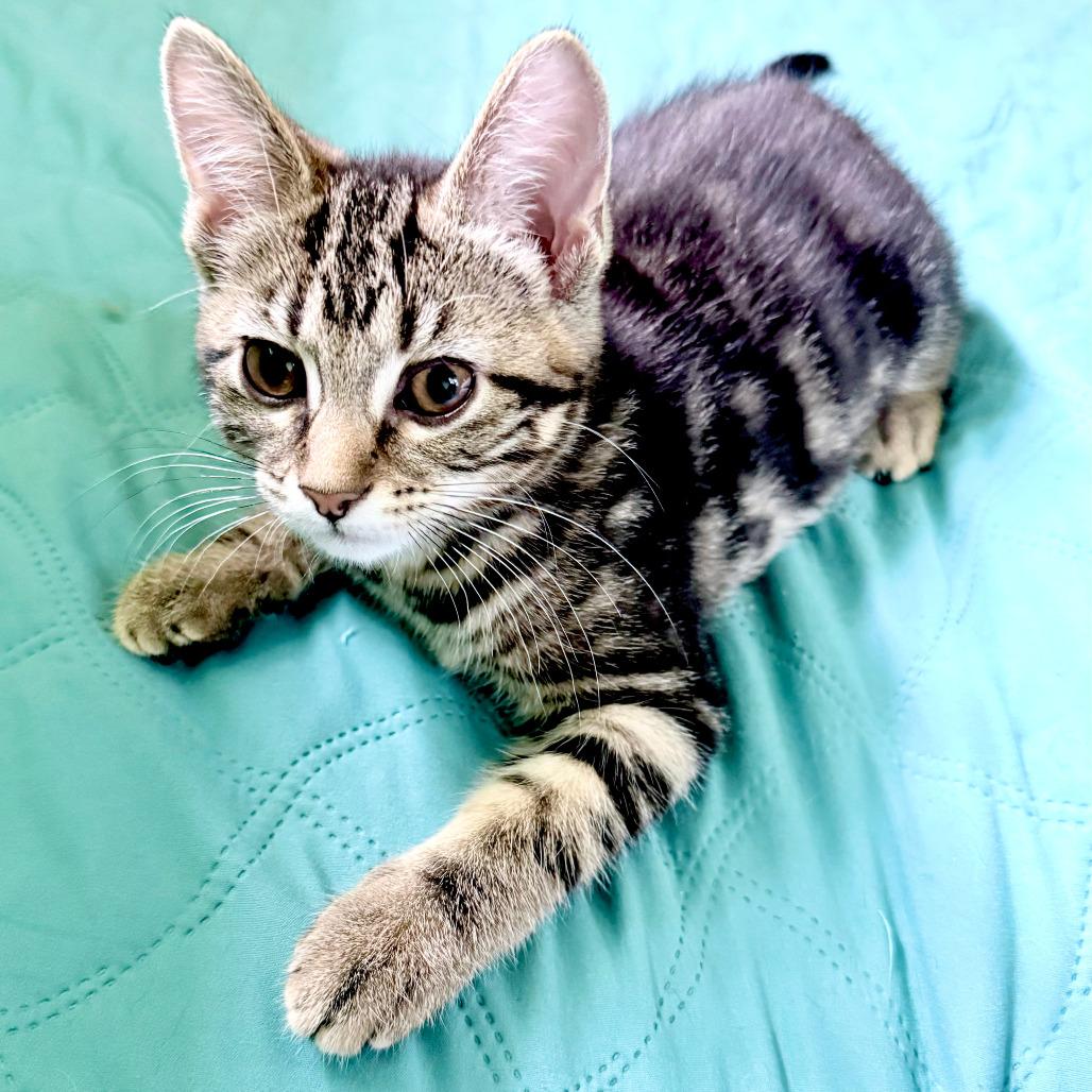 Enlarge Tater Tot, a Adoptable Domestic Short Hair in Middleton, WI image 5/6