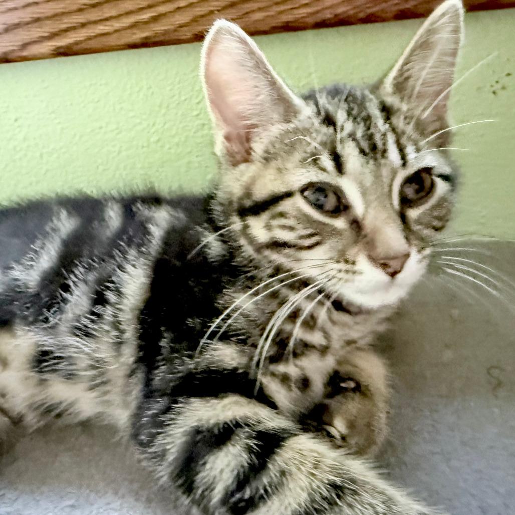 Enlarge Tater Tot, a Adoptable Domestic Short Hair in Middleton, WI image 6/6