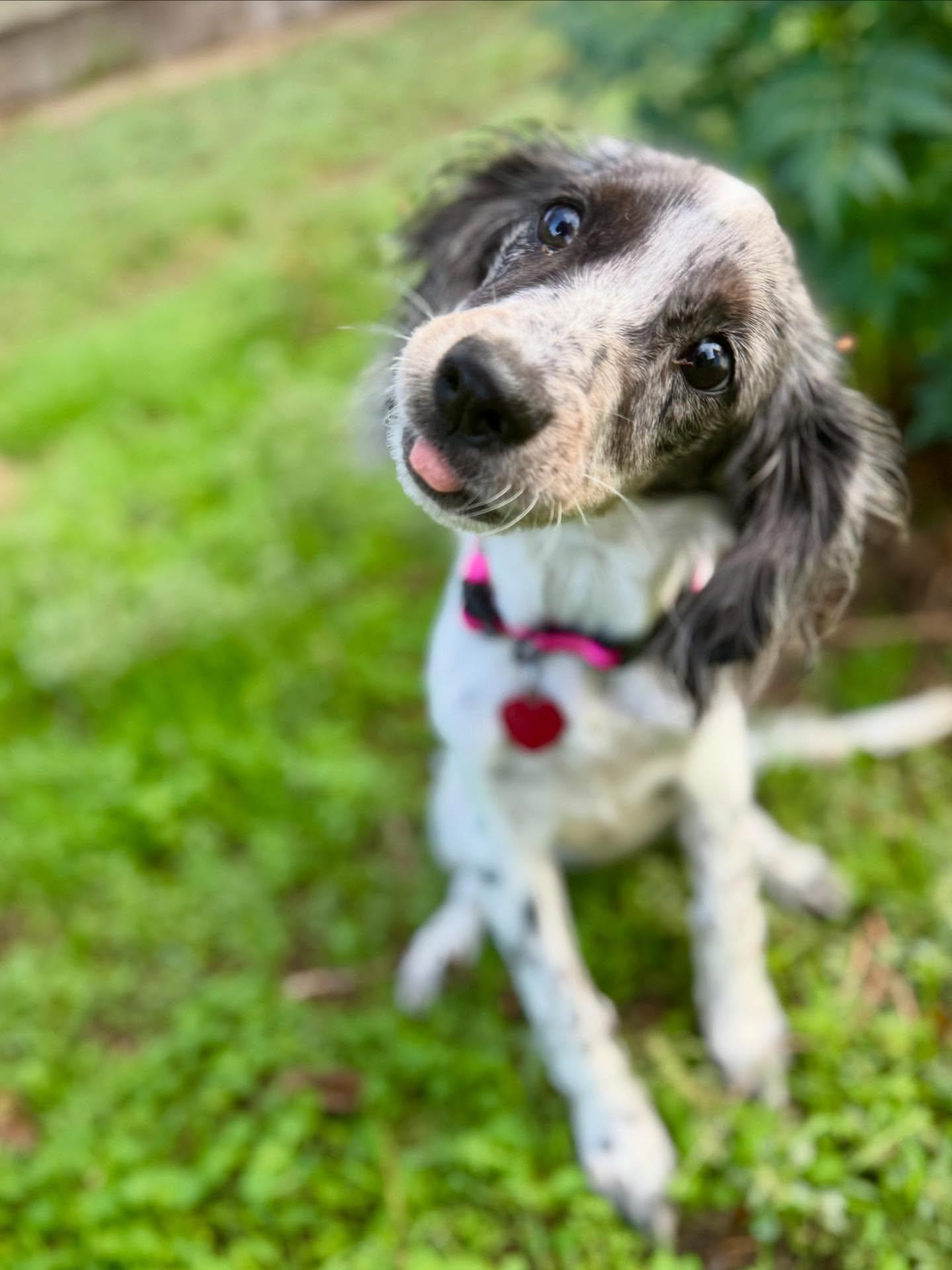 Graciela, a ADOPTABLE mixed breed in Austin, TX image 1/4