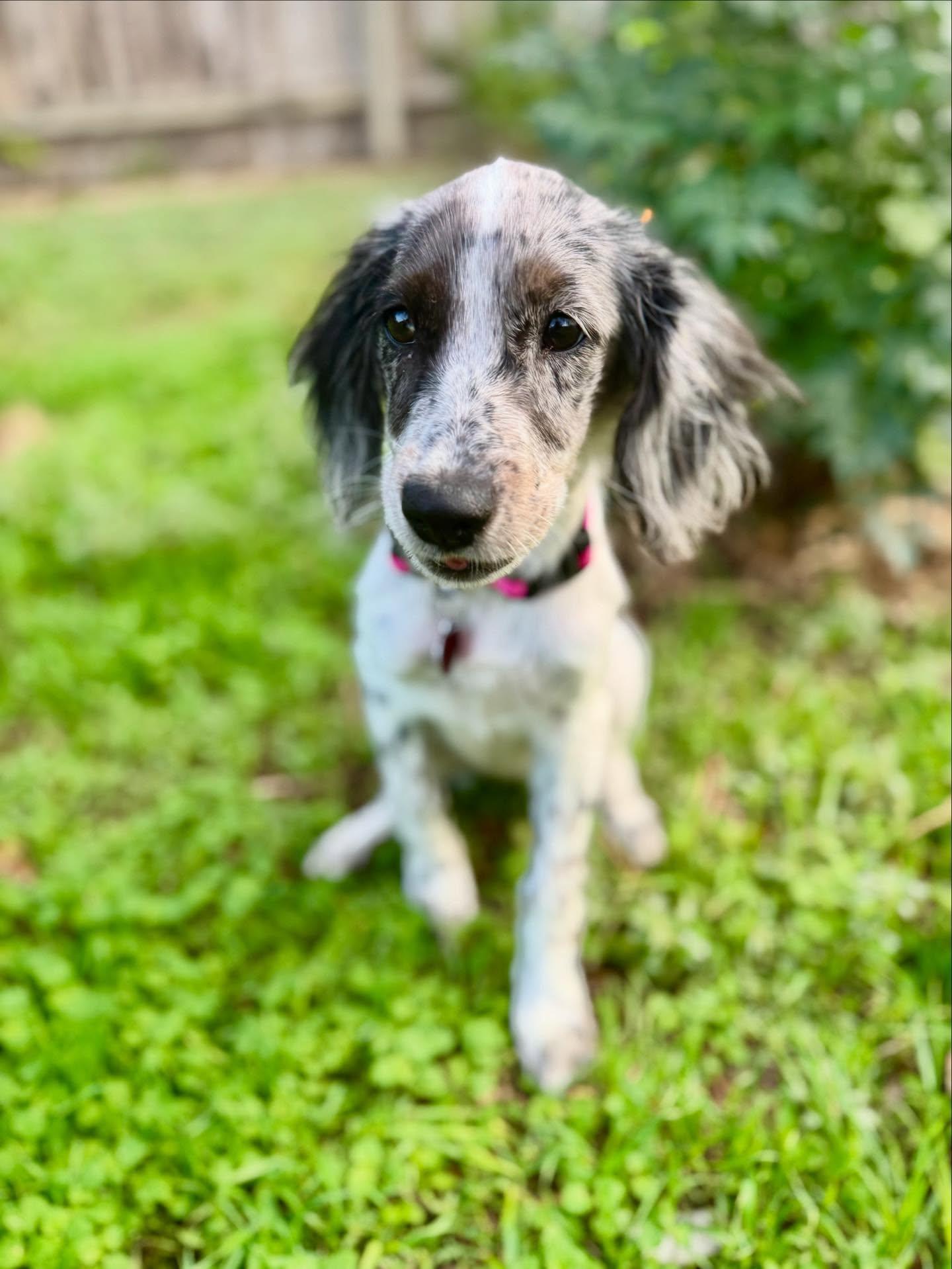 Graciela, a ADOPTABLE mixed breed in Austin, TX image 2/4
