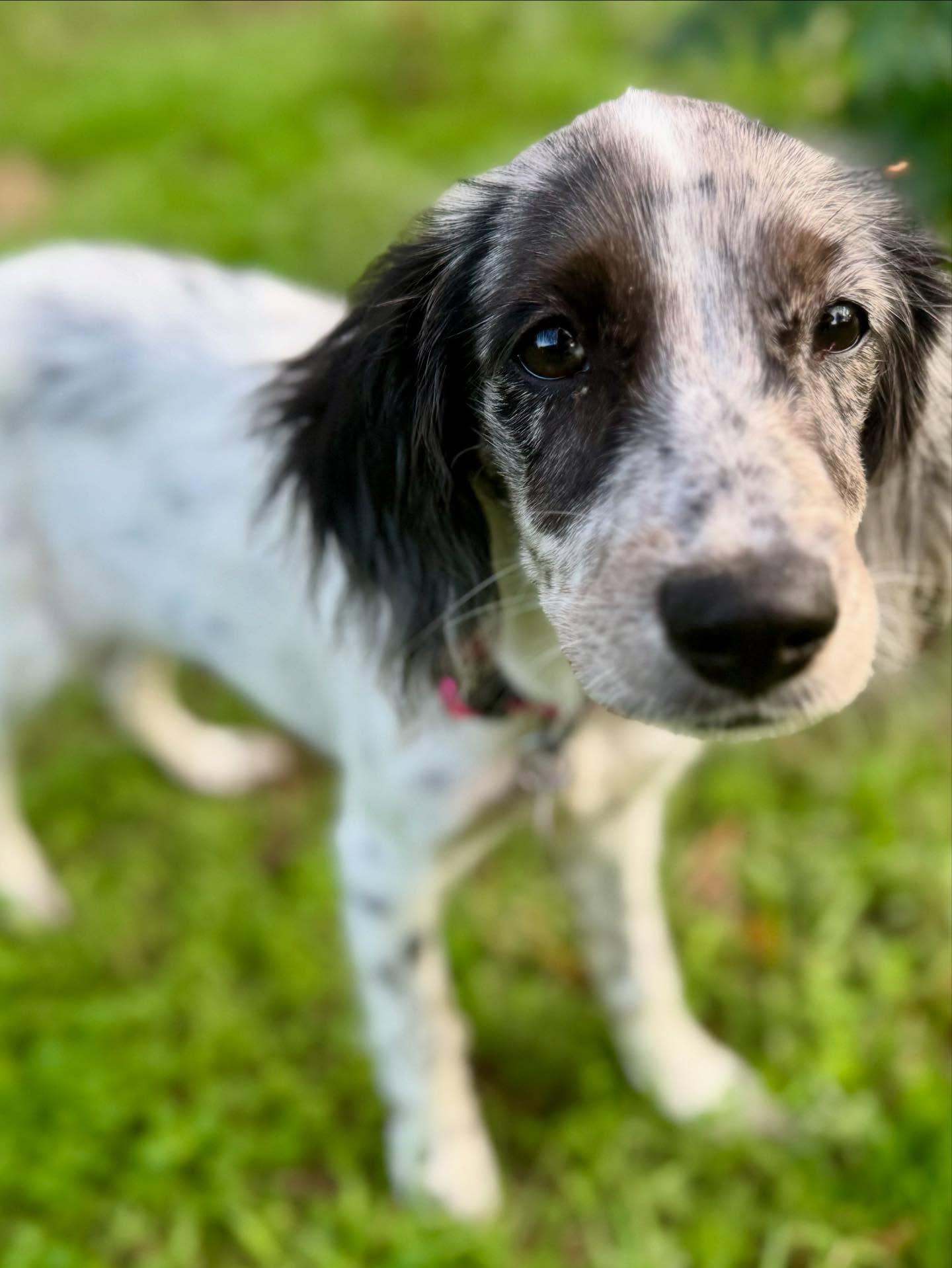 Graciela, a ADOPTABLE mixed breed in Austin, TX image 3/4