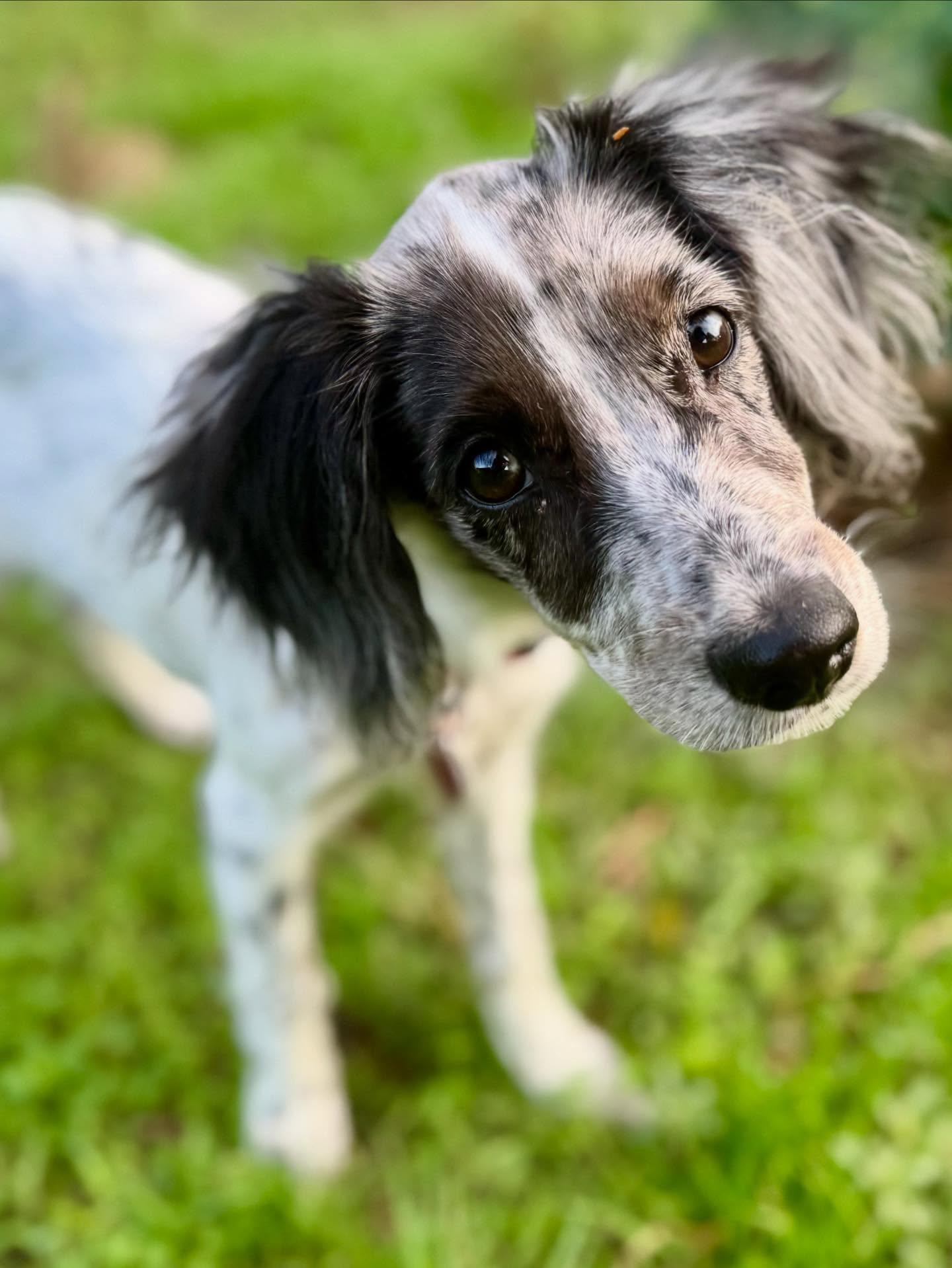 Graciela, a ADOPTABLE mixed breed in Austin, TX image 4/4