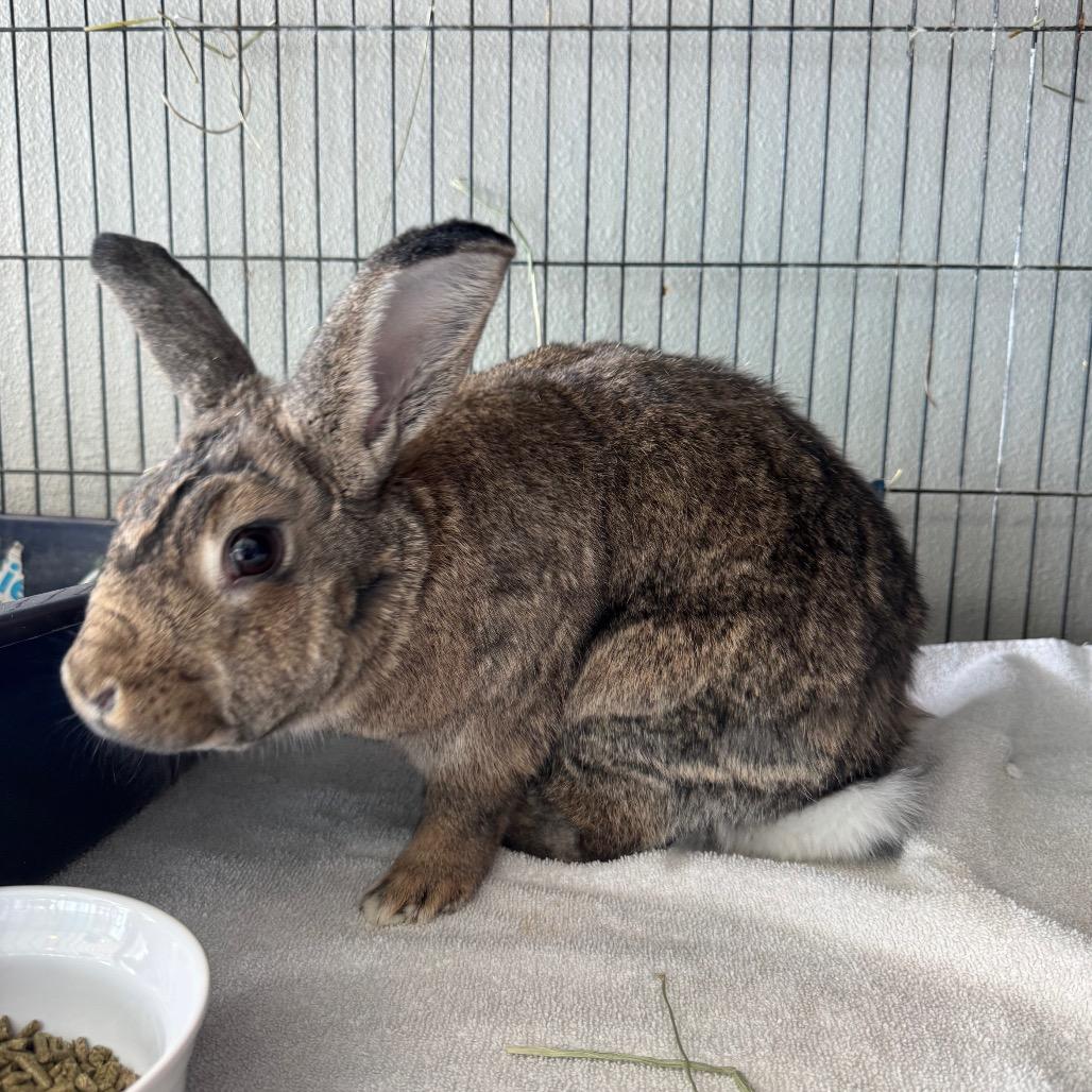 Amber, Adoptable, Adult Female American.