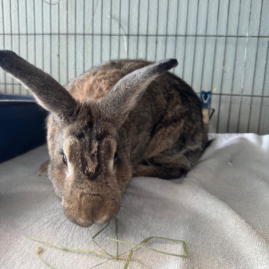 Amber, a Adoptable American in West Des Moines, IA image 2/6