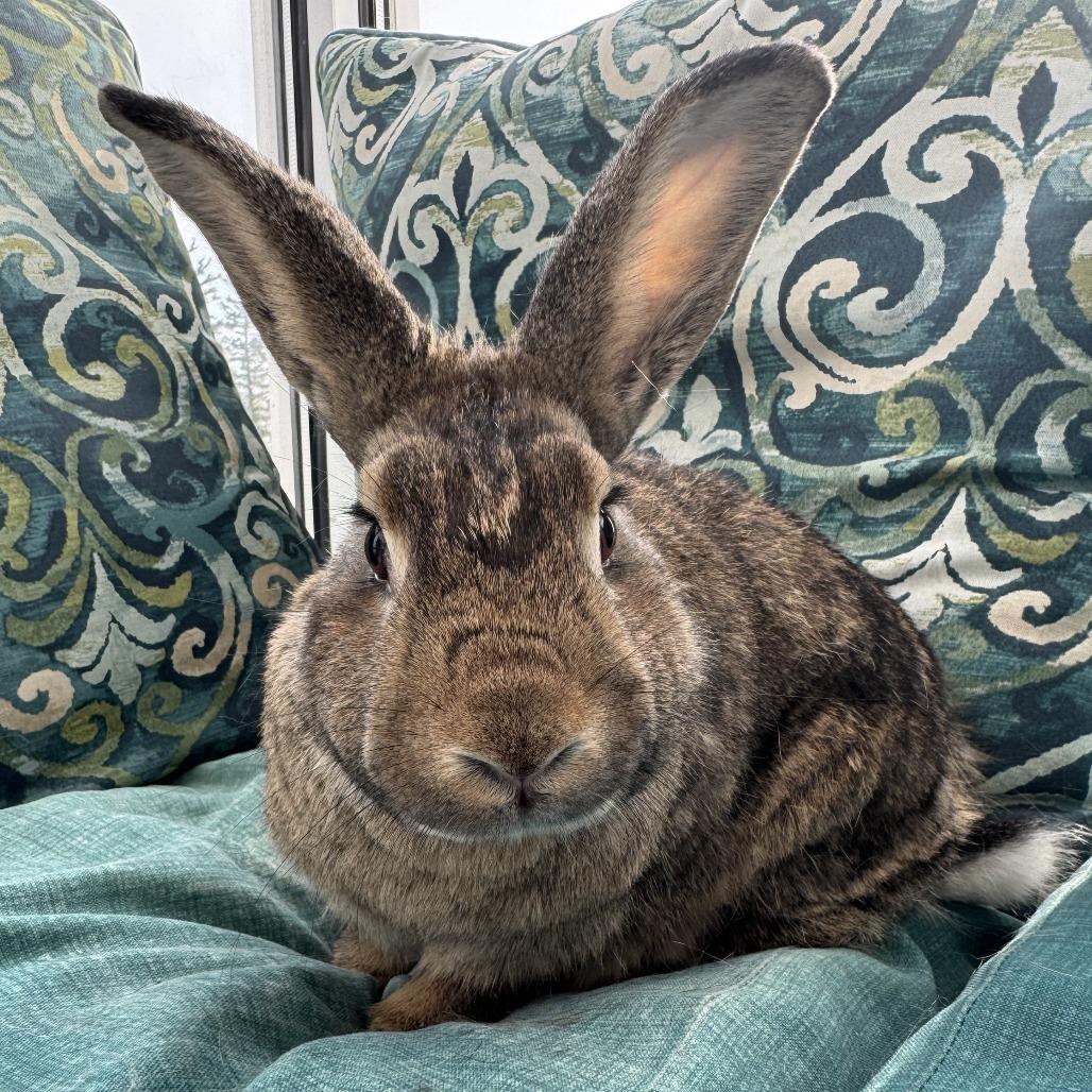 Amber, a Adoptable American in West Des Moines, IA image 3/6