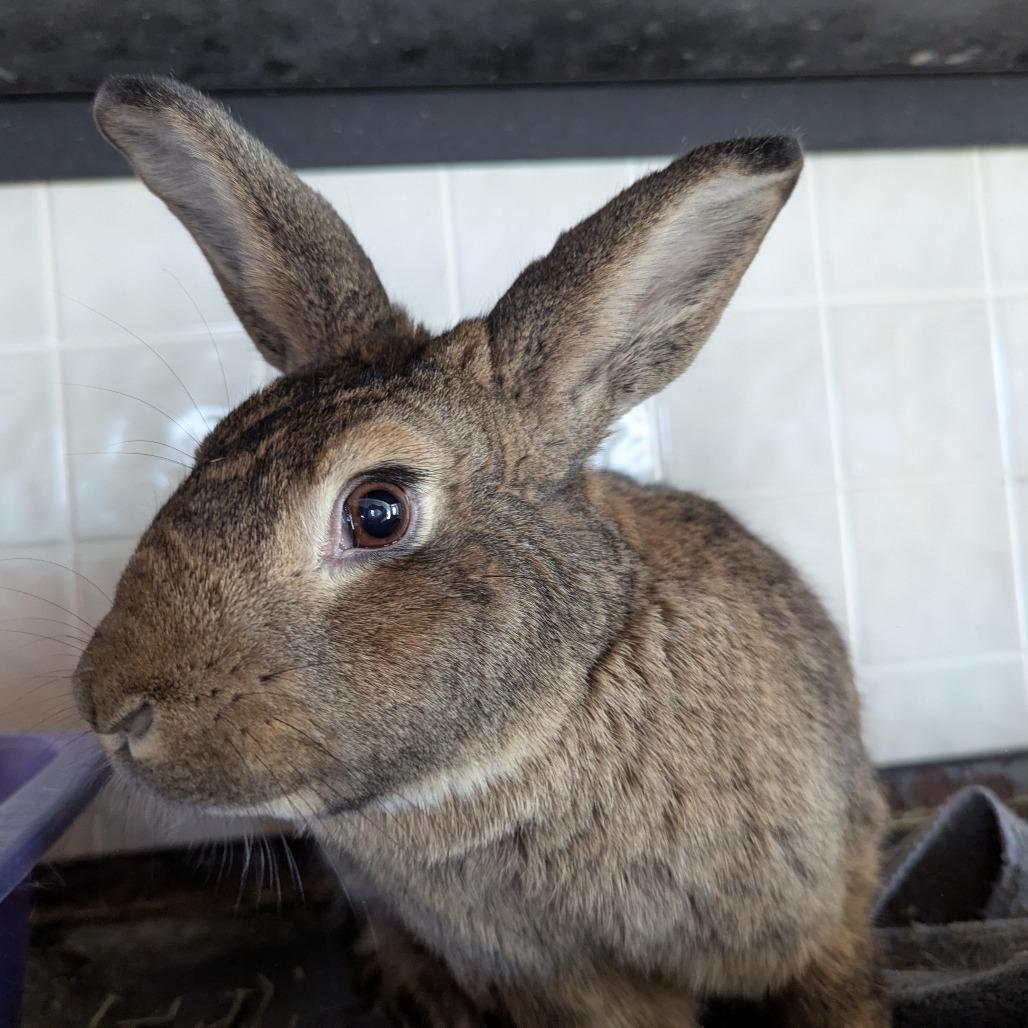 Amber, a Adoptable American in West Des Moines, IA image 4/6