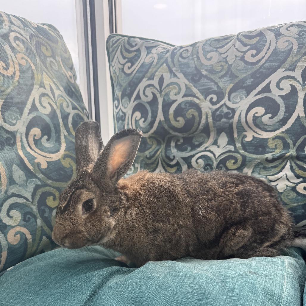 Amber, a Adoptable American in West Des Moines, IA image 5/6